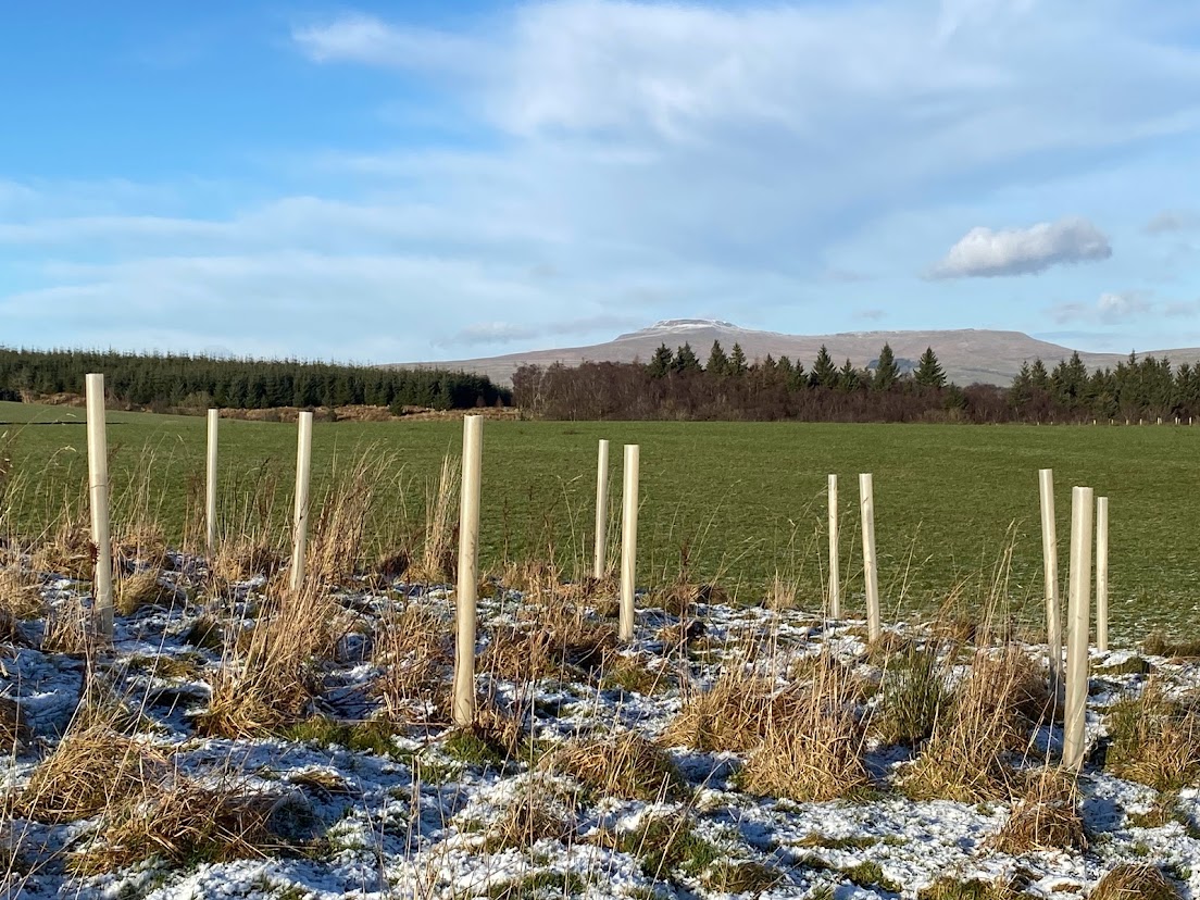 Terra-Tree-Shelters-Winter
